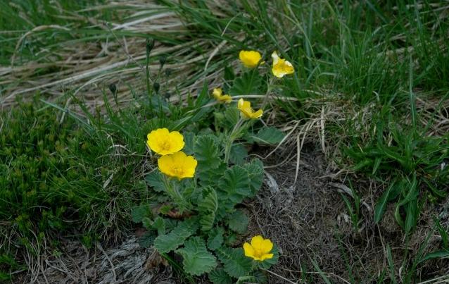 Geum montanum / Cariofillata montana